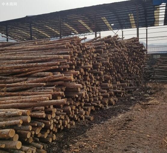 广西梧州藤县一木材加工厂被查！