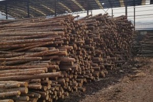 广西梧州藤县一木材加工厂被查！