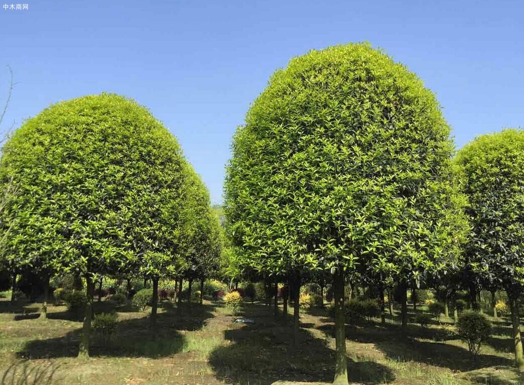 桂花苗木的种植技术有哪些厂家