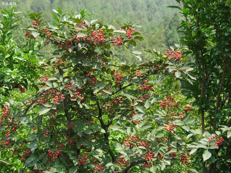 花椒树的品种种植方法及管理技术和绿化带禁止种菜种花椒树的通知价格