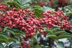 花椒树的品种种植方法及管理技术和绿化带禁止种菜种花椒树的通知