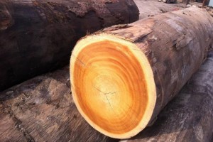 非洲木材价格保持稳定