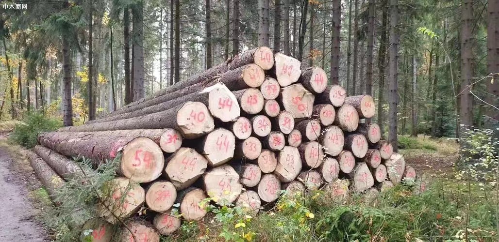 波兰对中国软木原木出口行情