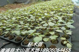 供应轻木苗巴沙木苗