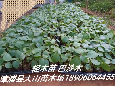 供应轻木苗巴沙木苗图2