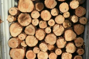 白俄罗斯木材进口同比增长154%