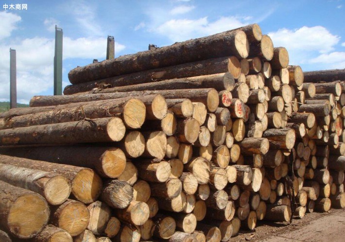中国软木木材进口行情