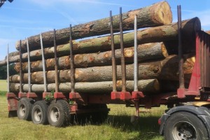 波罗的海地区的原木贸易下降