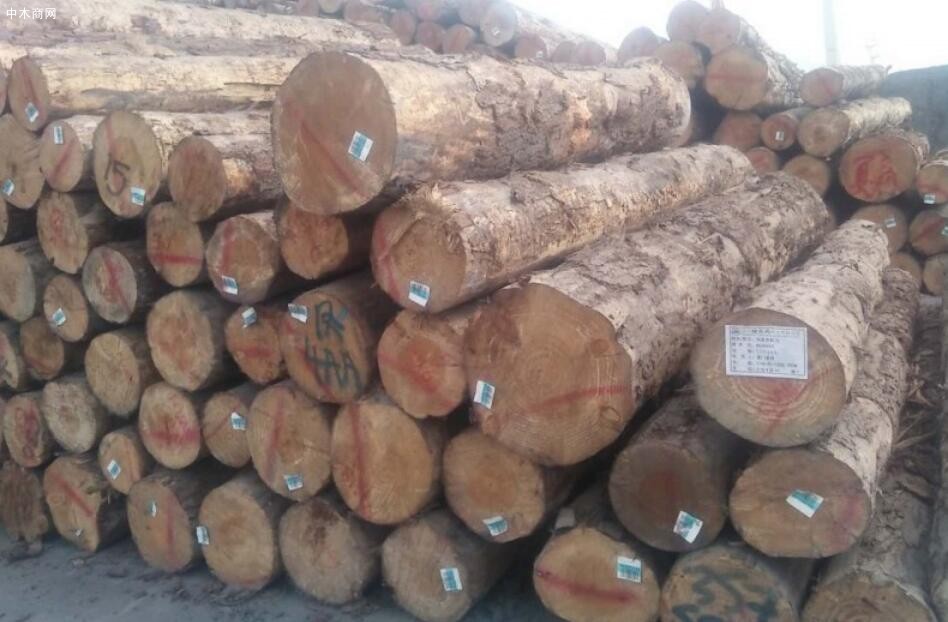 新西兰原木出口价格行情