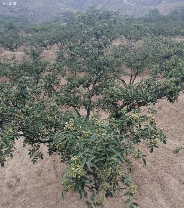 花椒树的品种种植方法及管理技术和绿化带禁止种菜种花椒树的通知采购