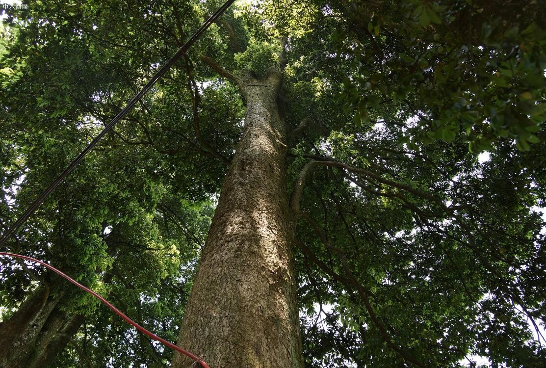 金丝楠木是什么科属的木材及金丝楠木树的特征图片