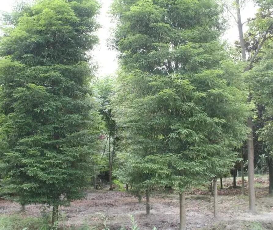 金丝楠木是什么科属的木材及金丝楠木树的特征品牌