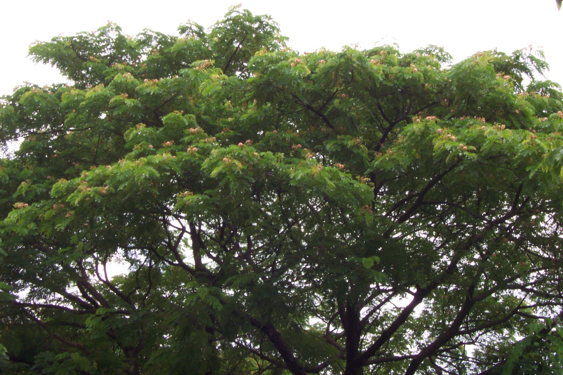 雨豆树是什么树木图片欣赏价格