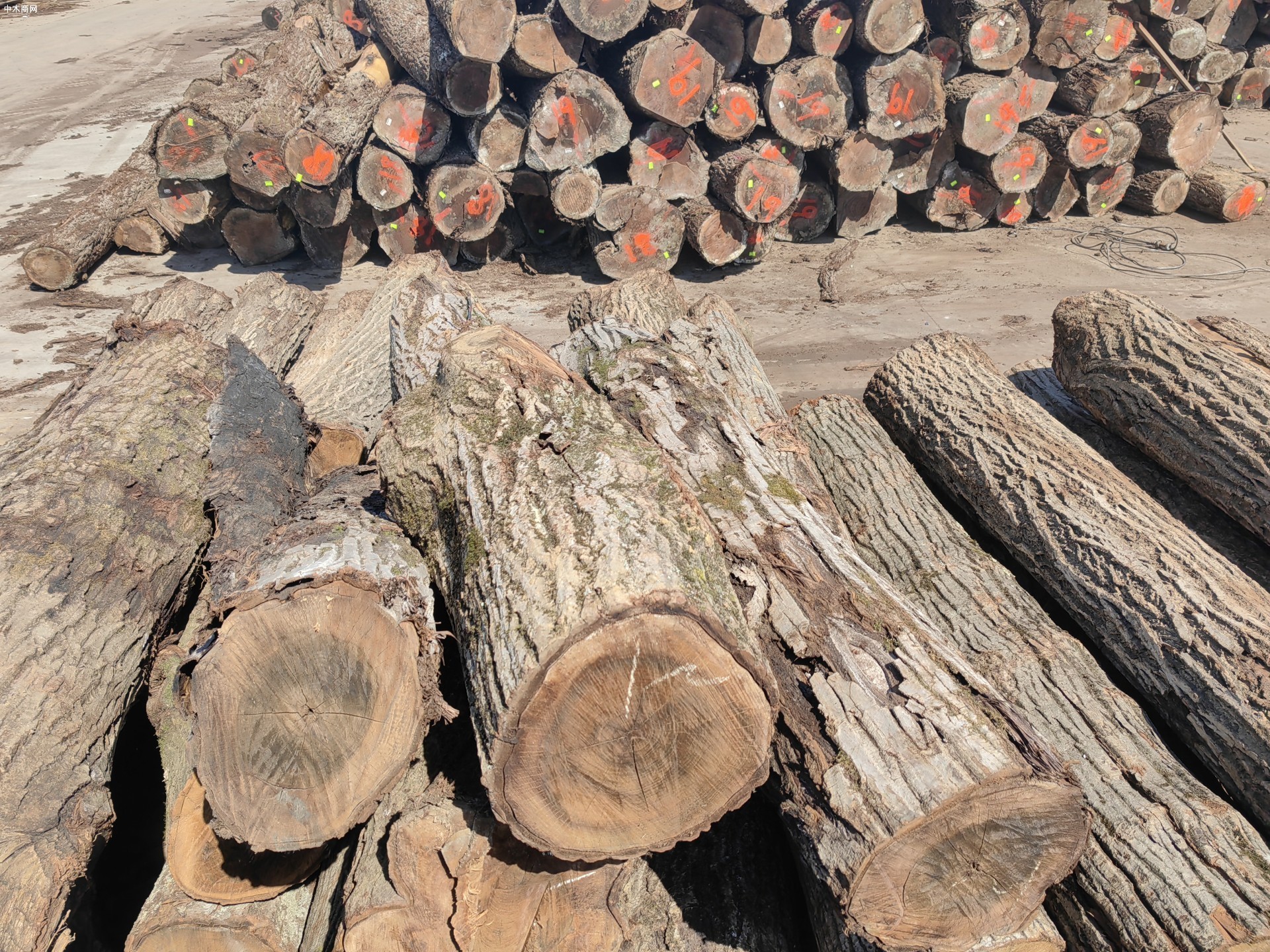 中国原木和木材进口额上升