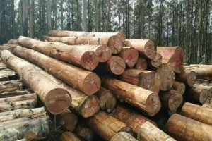 中澳木材贸易或不会达到历史水平