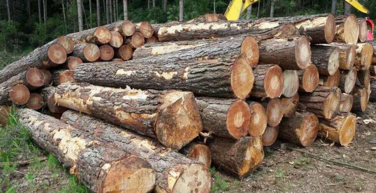 巴西木材出口再度出现下滑