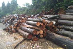 6月中国原木和木材进口额下降