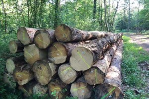 德国燃烧的木材数量史无前例