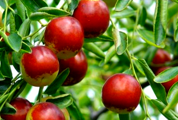 枣树栽培技术和方法有哪些种类图片