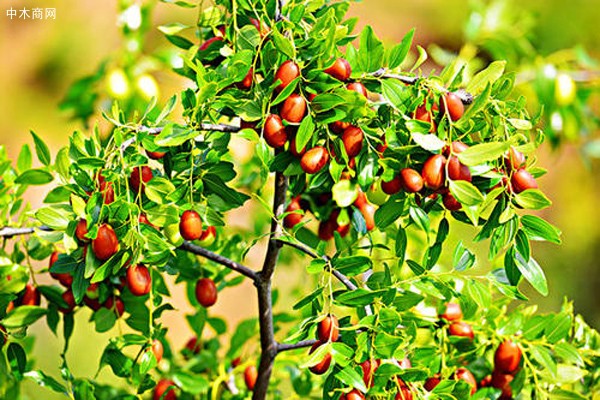 枣树栽培技术和方法有哪些种类价格