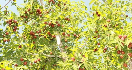 枣树栽培技术和方法有哪些种类采购