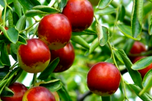 枣树栽培技术和方法有哪些种类