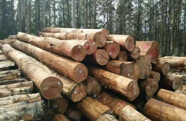 中澳木材贸易行情