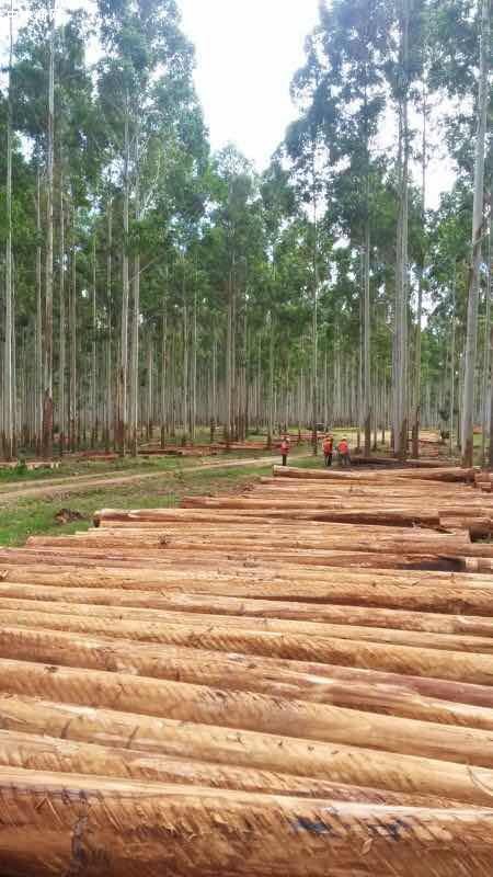 澳大利亚进口木材行情分析