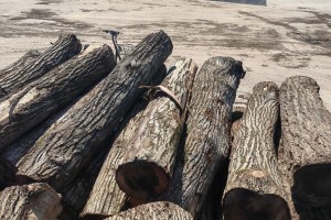 金华首例木材转口贸易试点成功！