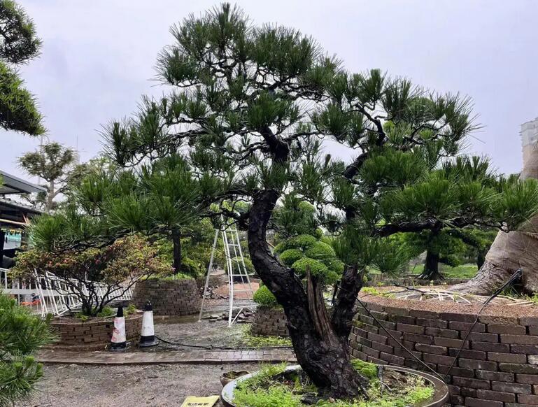 浅谈黑松苗木及它的栽培注意事项供应