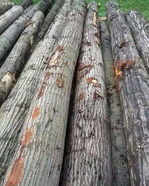 欧洲橡木原木出口行情