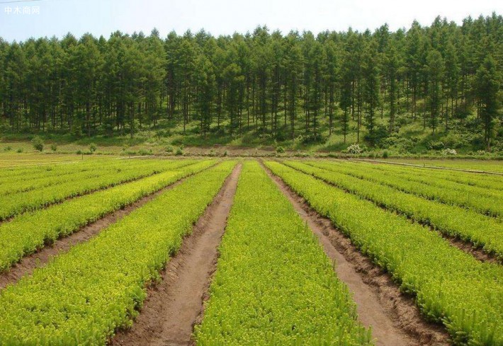 广西连续15年年均完成植树造林300万亩
