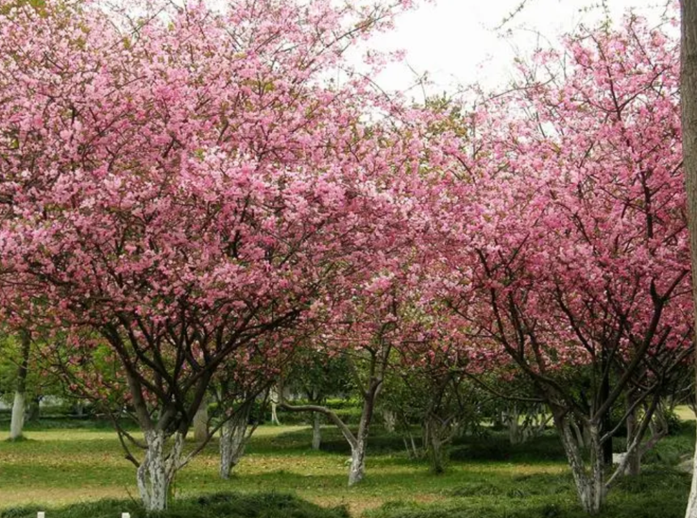 什么是海棠木及海棠木上面的颜色是什么样的