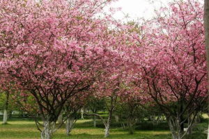 什么是海棠木及海棠木上面的颜色是什么样的？