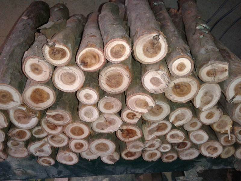 红豆杉木是什么样的及红豆杉木的优点与缺点厂家