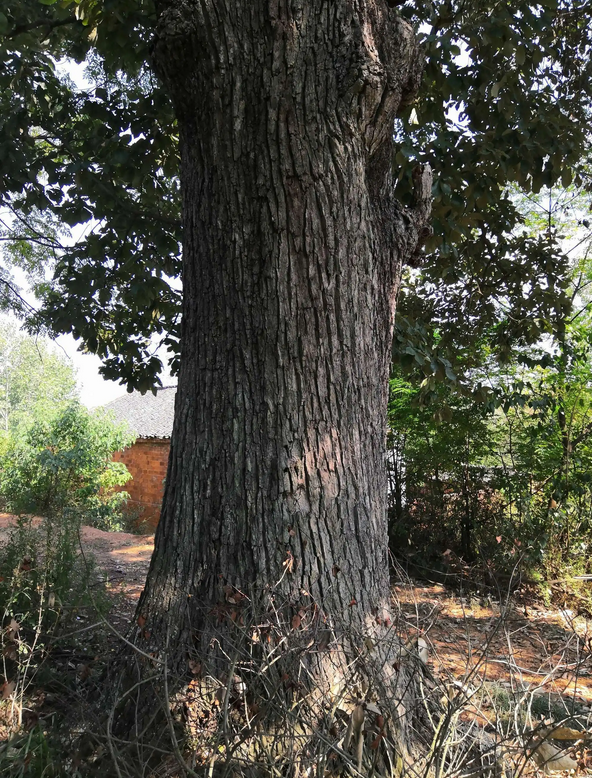 栎木是什么树种及栎木家具的缺点和优点是什么
