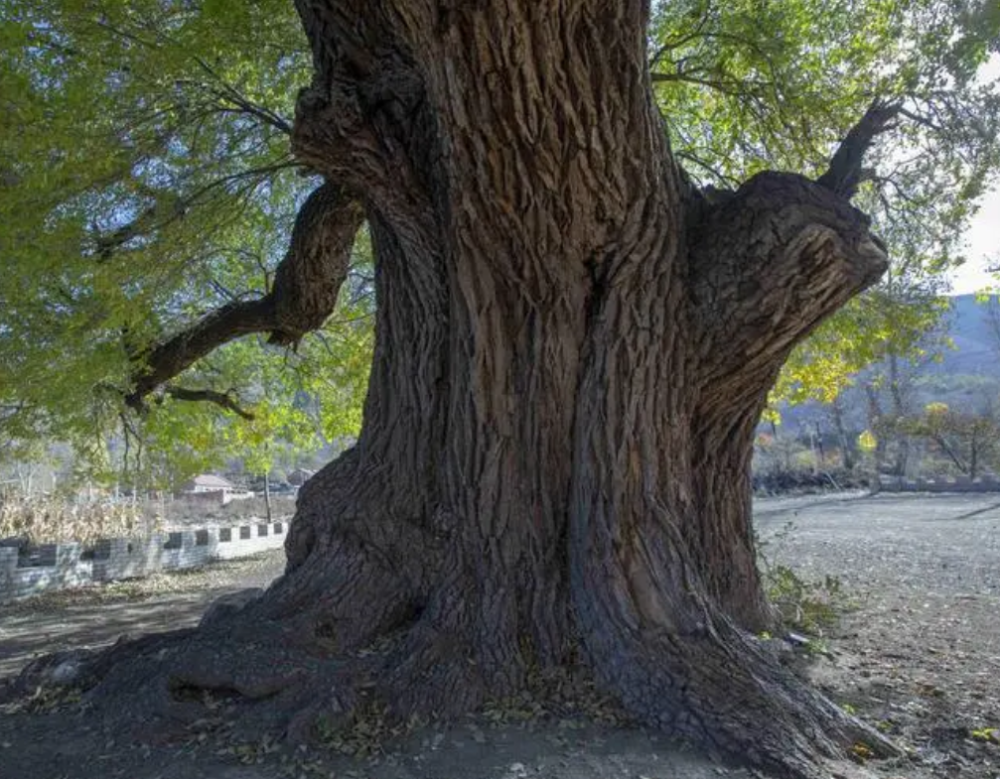 榆木是什么树的木头及榆木板材的优缺点有哪些价格