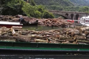 中国原木和木材进口额下降