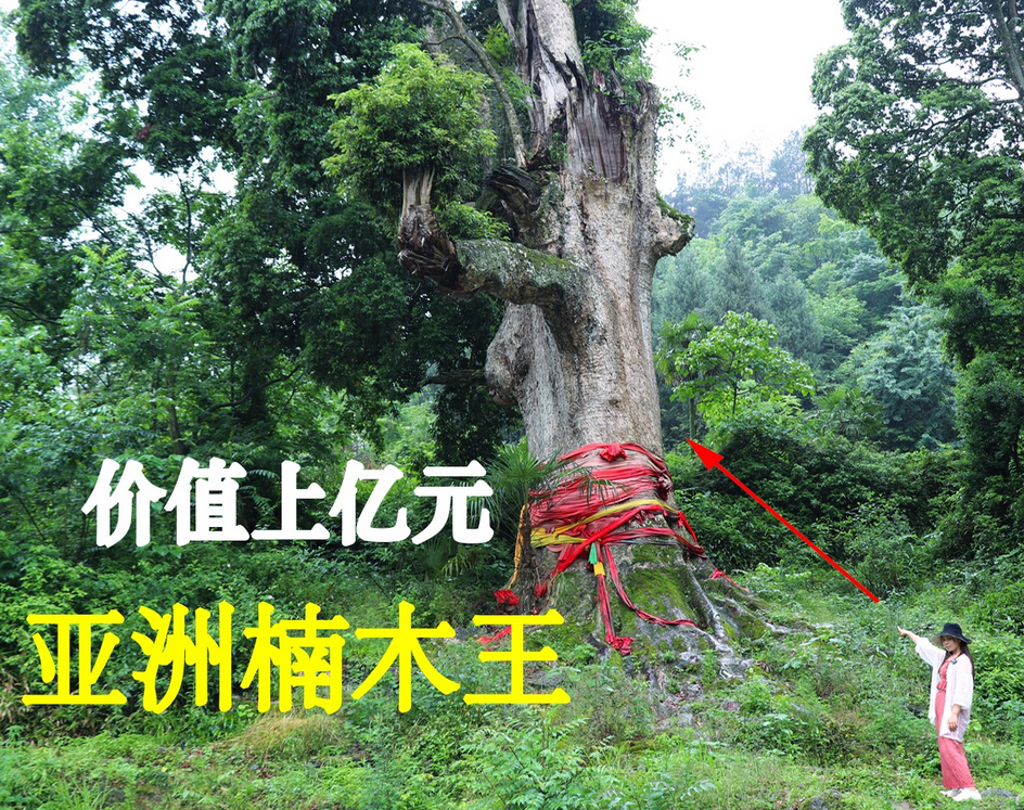 贵州楠木王是金丝楠木吗