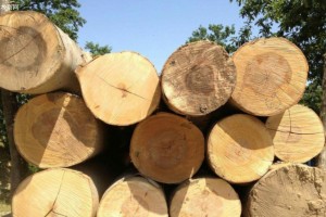 欧盟限制从美国进口枫木原木和单板