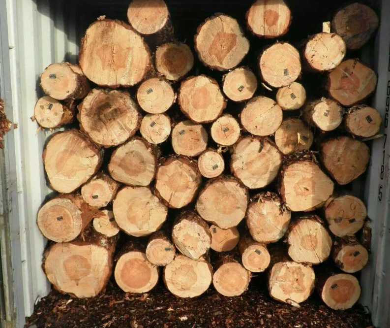 白俄罗斯木材进口行情