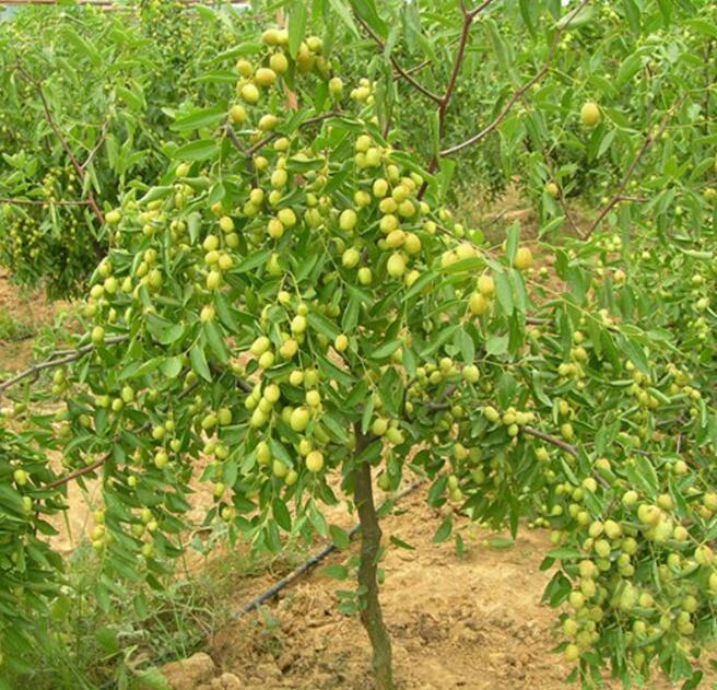 枣树栽培技术和方法有哪些种类求购