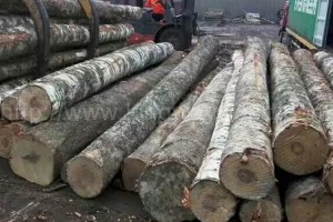 爱沙尼亚向中国出口木材及木材制品达10亿欧元
