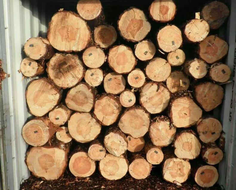 白俄林业部组织2023年计划采伐木材2140万立方米