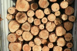白俄林业部组织2023年计划采伐木材2140万立方米