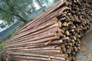 山东曹县形成千亿级的林木加工绿色产业