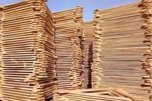 曹县政协主席调研木材加工产业链发展情况
