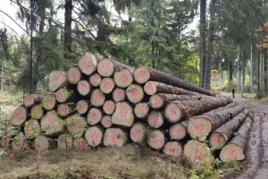 芬兰九月份原木砍伐量下降