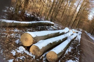德国对华木材出口再创新低，仅有21.2万m3