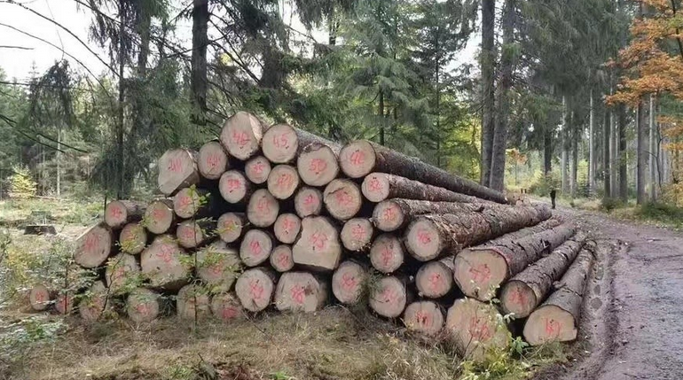第三季度瑞典原木价格行情